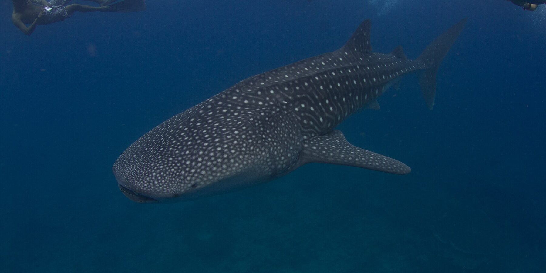 Ein weiß gefleckter Walhai schwimmt unter drei Schnorchlern an der Oberfläche, in dunkelblauem Wasser im Süden des Ari-Atolls
