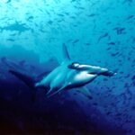Ein Bogenstirn-Hammerhai schwimmt im blauen Wasser auf die Kamera zu, hinter ihm zwei weitere Hammerhaie und über dem felsigen Grund eine Wolke kleiner Fische.