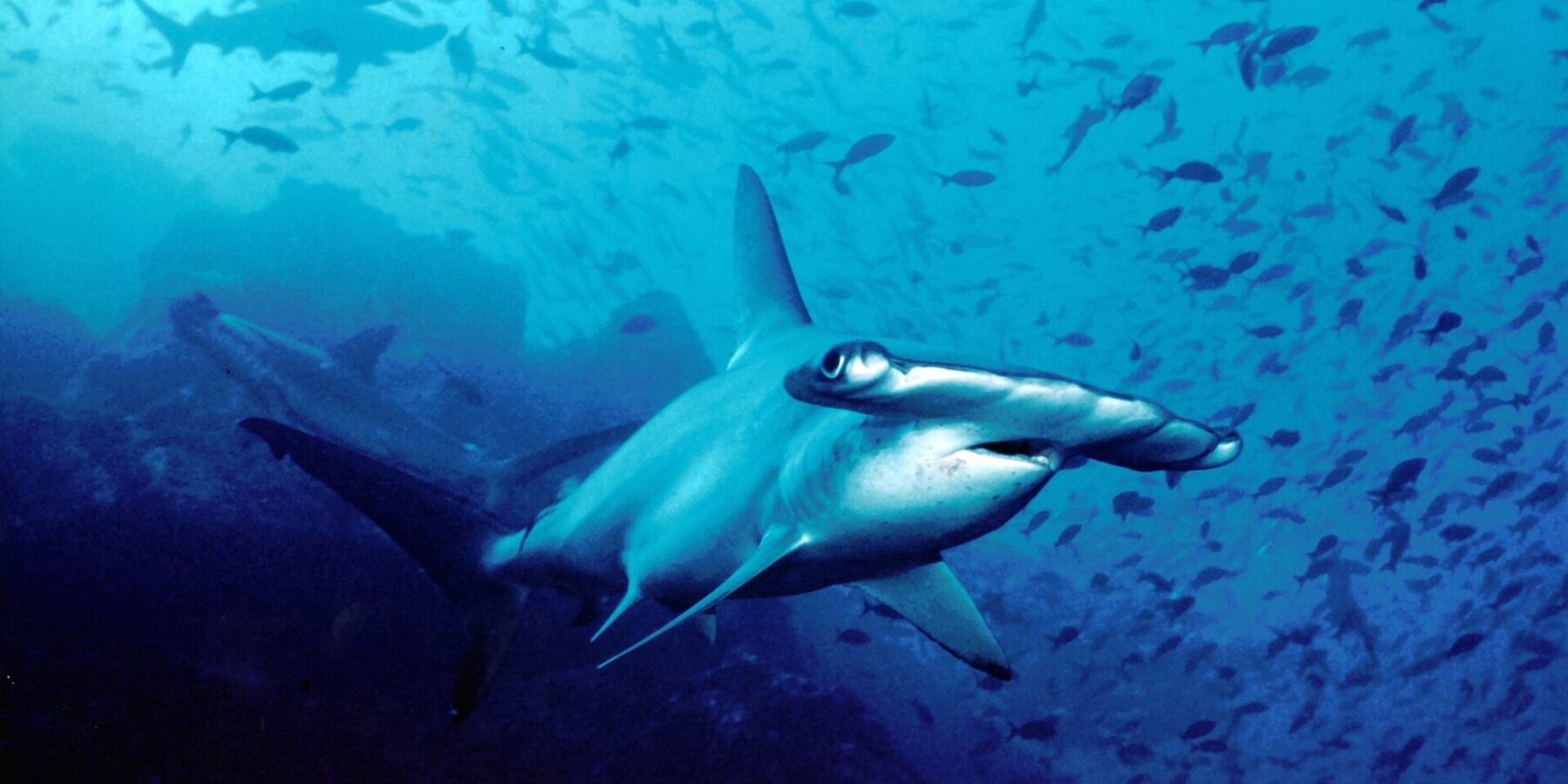 Ein Bogenstirn-Hammerhai schwimmt im blauen Wasser auf die Kamera zu, hinter ihm zwei weitere Hammerhaie und über dem felsigen Grund eine Wolke kleiner Fische.