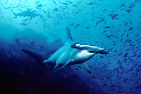 Ein Bogenstirn-Hammerhai schwimmt im blauen Wasser auf die Kamera zu, hinter ihm zwei weitere Hammerhaie und über dem felsigen Grund eine Wolke kleiner Fische.