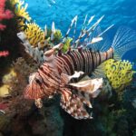 Ein Rotfeuerfisch mit braunen Streifen und langen, ausgebreiteten Flossen vor roten Weichkorallen und einer gelben Feuerkoralle