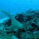 Ein beiger, schwarz gepunkteter Zebrahai schwimmt dicht über einem Korallenriff auf die Kamera zu, den langen Schwanz angehoben, in einer Wolke kleiner silberner Fische, links weißer Sand und darüber blaues Wasser