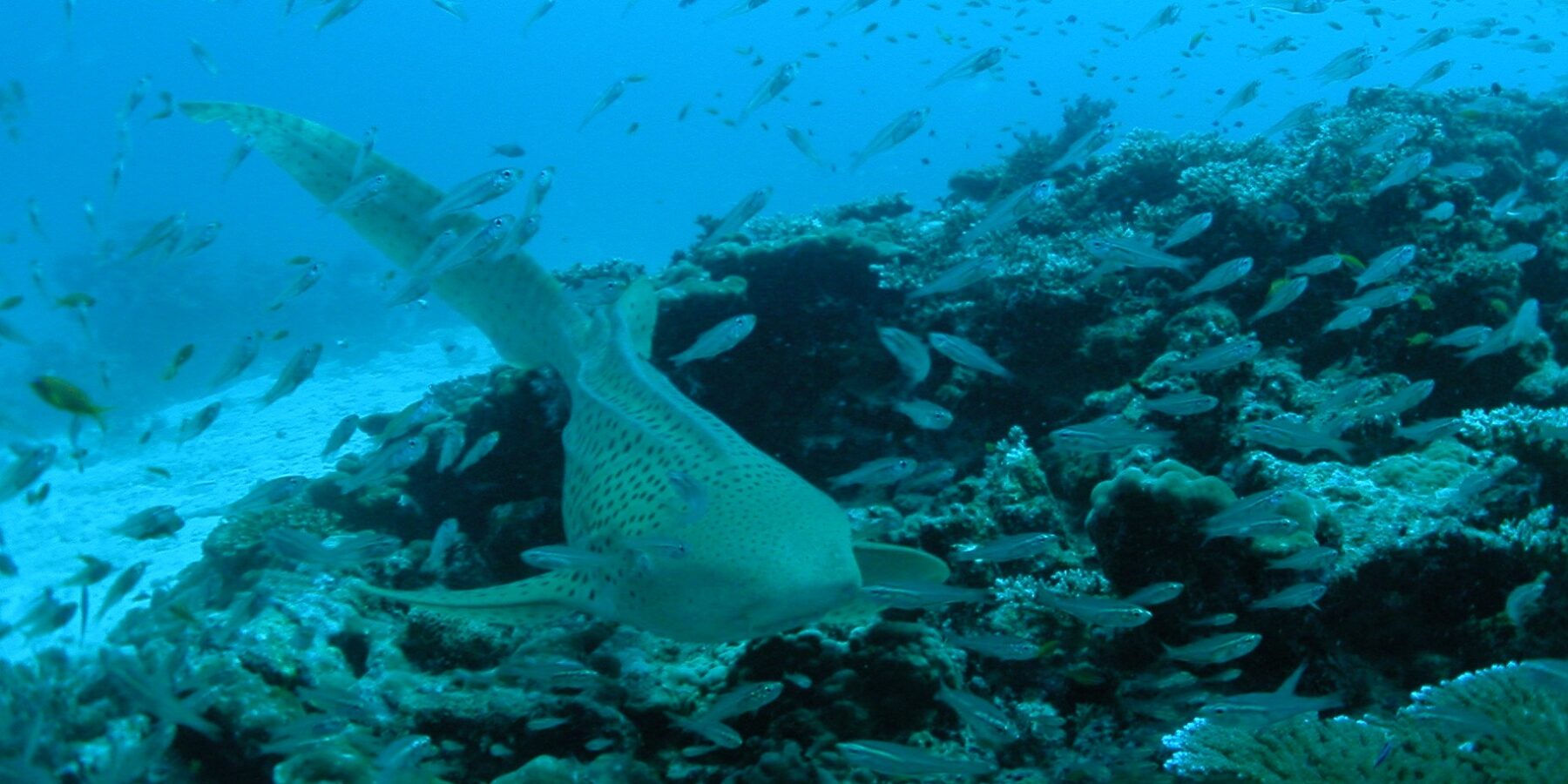 Ein beiger, schwarz gepunkteter Zebrahai schwimmt dicht über einem Korallenriff auf die Kamera zu, den langen Schwanz angehoben, in einer Wolke kleiner silberner Fische, links weißer Sand und darüber blaues Wasser