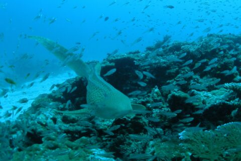 Ein beiger, schwarz gepunkteter Zebrahai schwimmt dicht über einem Korallenriff auf die Kamera zu, den langen Schwanz angehoben, in einer Wolke kleiner silberner Fische, links weißer Sand und darüber blaues Wasser
