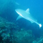 Ein Grauer Riffhai schwimmt über einer Steilwand voller Büsche aus Schwarzen Korallen, ein zweiter Hai im Hintergrund, in blaugrünem Wasser