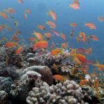 Eine Wolke orangefarbener Fahnenbarsche über einem Riff aus Hartkorallen, in klarem blauem Wasser