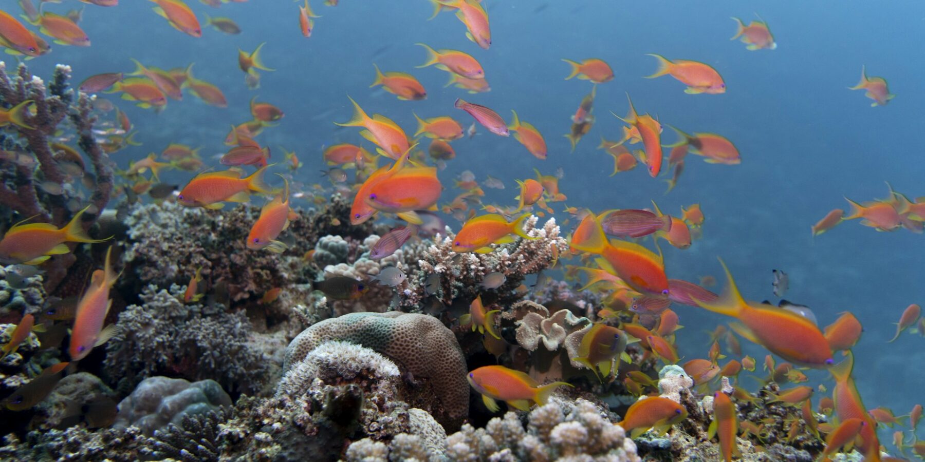 Eine Wolke orangefarbener Fahnenbarsche über einem Riff aus Hartkorallen, in klarem blauem Wasser