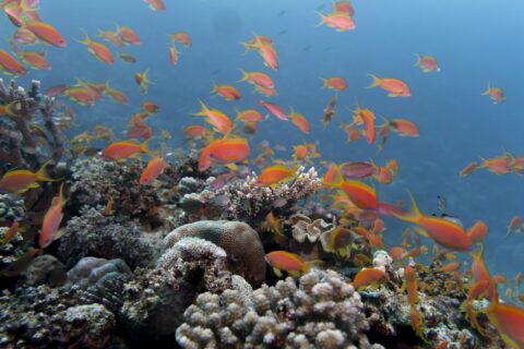 Eine Wolke orangefarbener Fahnenbarsche über einem Riff aus Hartkorallen, in klarem blauem Wasser