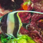 Ein schwarz-gelb gestreifter Halfterfisch mit langem, gespanntem weißem Rückenflossenfaden vor einer Wand voller roter Schwämme und Weichkorallen an Hin Daeng