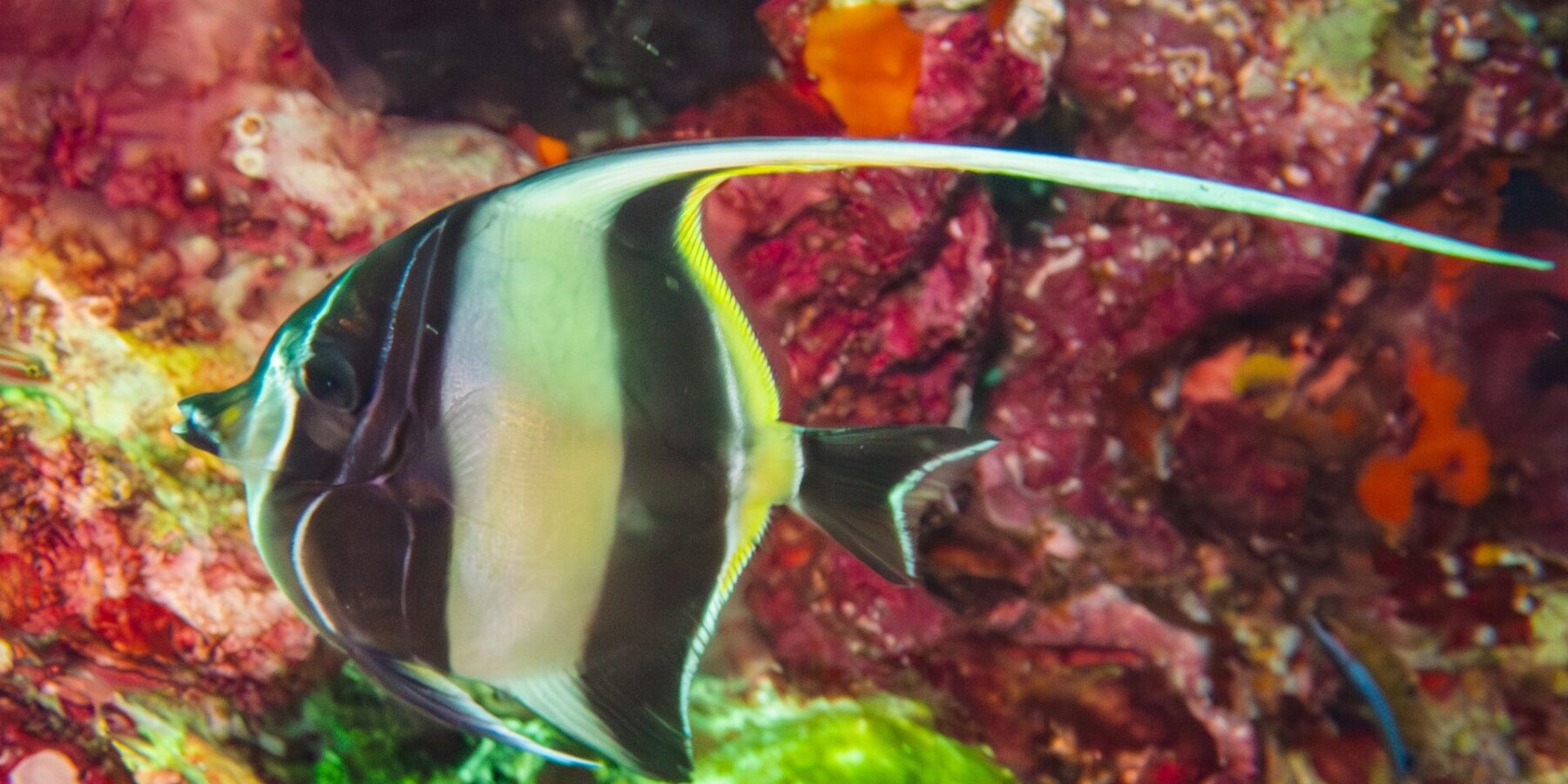 Ein schwarz-gelb gestreifter Halfterfisch mit langem, gespanntem weißem Rückenflossenfaden vor einer Wand voller roter Schwämme und Weichkorallen an Hin Daeng