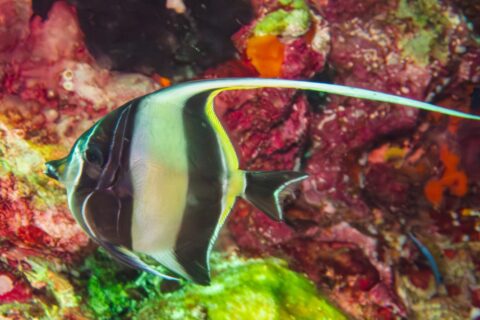 Ein schwarz-gelb gestreifter Halfterfisch mit langem, gespanntem weißem Rückenflossenfaden vor einer Wand voller roter Schwämme und Weichkorallen an Hin Daeng