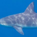 Nahaufnahme eines Bullenhais im Profil, der nach links schwimmt, mit kurzer, runder Schnauze, Kiemenspalten und breiter Rückenflosse, der graue Rücken von Sonnenreflexen gestreift, vor einfarbig blauem Hintergrund.