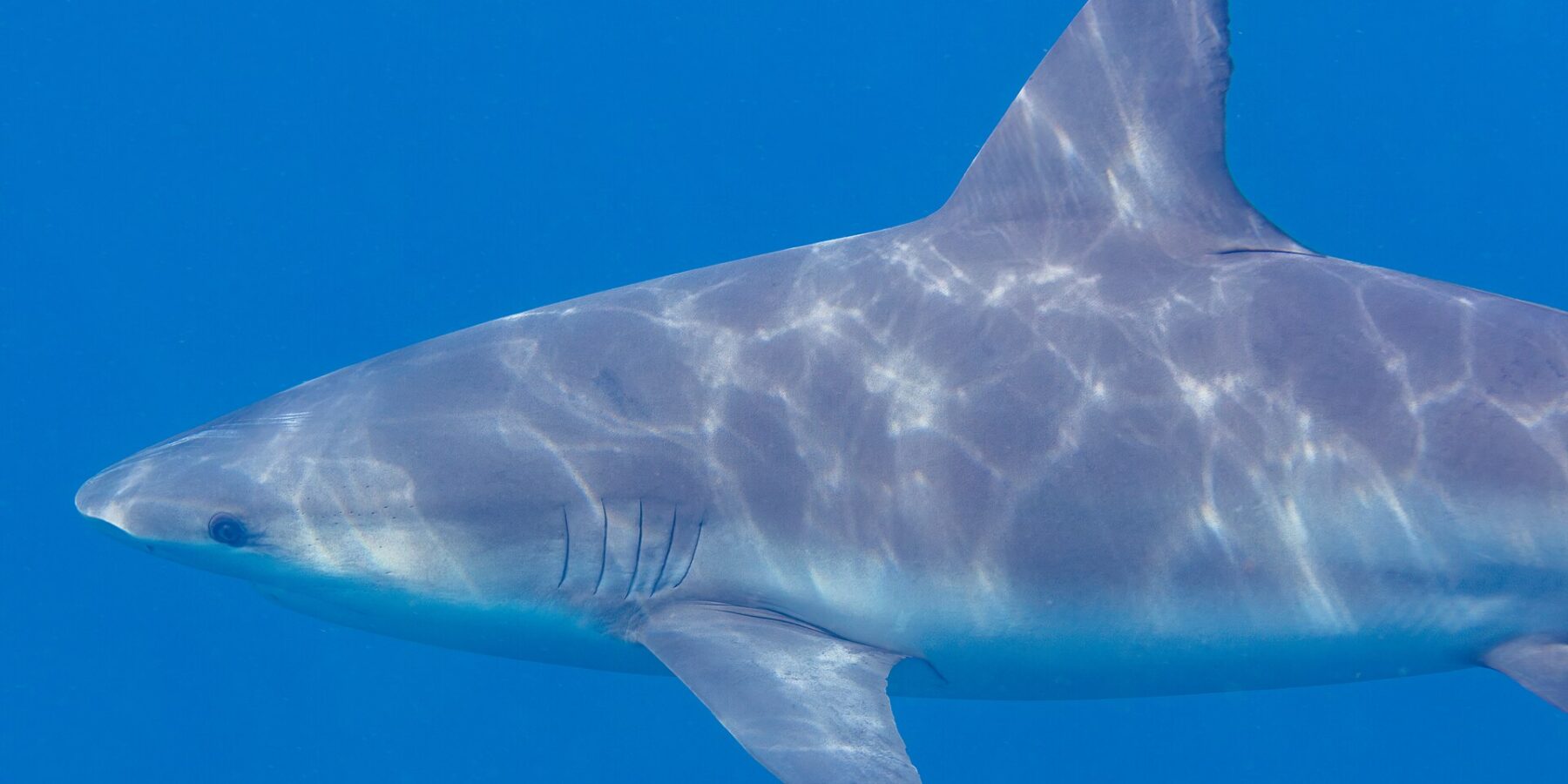 Nahaufnahme eines Bullenhais im Profil, der nach links schwimmt, mit kurzer, runder Schnauze, Kiemenspalten und breiter Rückenflosse, der graue Rücken von Sonnenreflexen gestreift, vor einfarbig blauem Hintergrund.