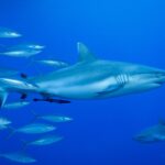 Ein Grauer Riffhai im Profil, mit einem Schiffshalter unter dem Bauch, schwimmt im Blau neben einem Schwarm silbriger Fische, ein zweiter Hai unten rechts.