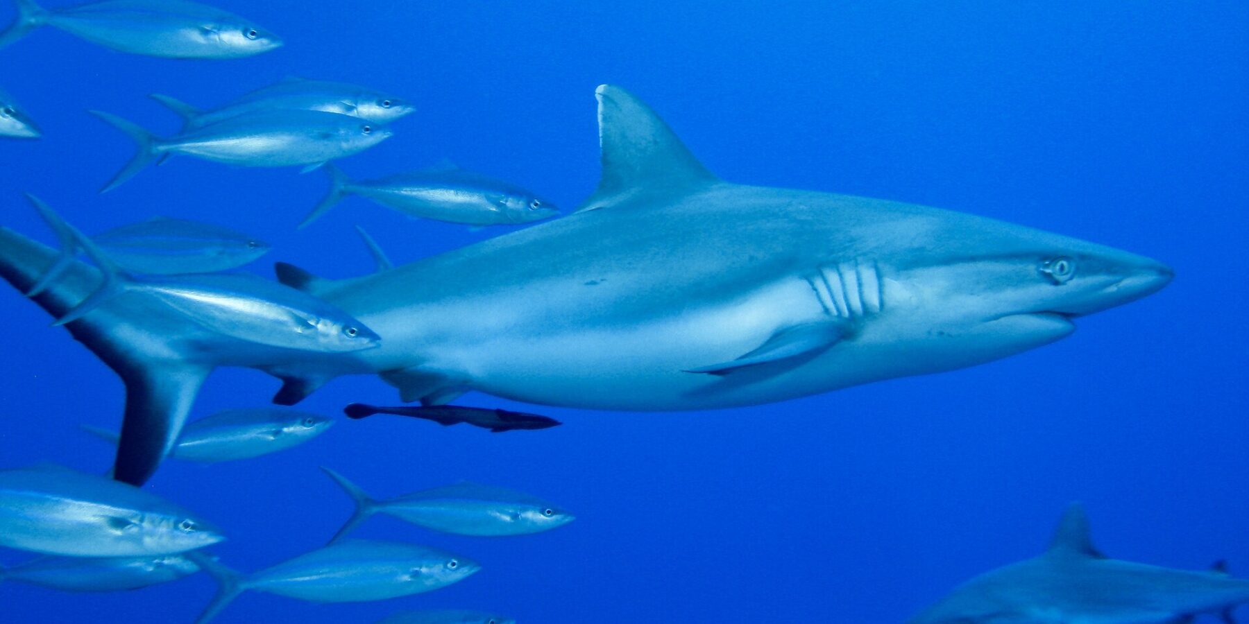 Ein Grauer Riffhai im Profil, mit einem Schiffshalter unter dem Bauch, schwimmt im Blau neben einem Schwarm silbriger Fische, ein zweiter Hai unten rechts.
