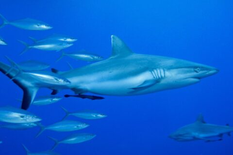 Ein Grauer Riffhai im Profil, mit einem Schiffshalter unter dem Bauch, schwimmt im Blau neben einem Schwarm silbriger Fische, ein zweiter Hai unten rechts.