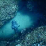 Ein großer, grau und schwarz marmorierter Kartoffel-Zackenbarsch, von oben gesehen, liegt auf hellem Sand in einer Rinne zwischen zwei korallenbewachsenen Felswänden, inmitten einer Wolke kleiner silbriger Fische