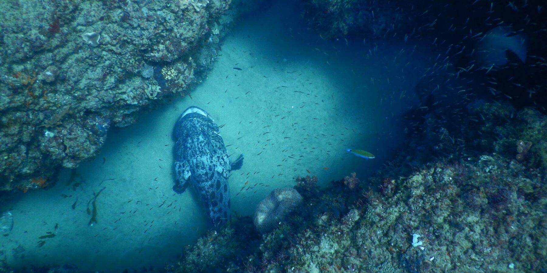 Ein großer, grau und schwarz marmorierter Kartoffel-Zackenbarsch, von oben gesehen, liegt auf hellem Sand in einer Rinne zwischen zwei korallenbewachsenen Felswänden, inmitten einer Wolke kleiner silbriger Fische