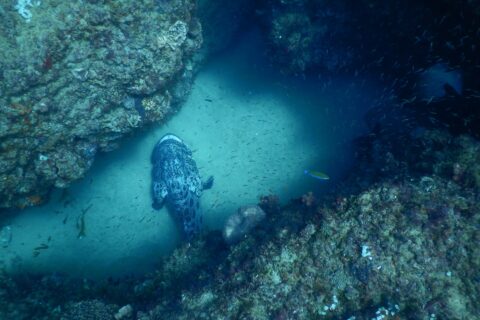 Ein großer, grau und schwarz marmorierter Kartoffel-Zackenbarsch, von oben gesehen, liegt auf hellem Sand in einer Rinne zwischen zwei korallenbewachsenen Felswänden, inmitten einer Wolke kleiner silbriger Fische