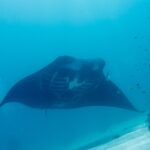 Ein Riffmanta von vorn, mit weißem Bauch und sichtbaren Kiemenschlitzen, gleitet in blaugrünem Wasser über den Sand, rechts kleine Fische am Riff