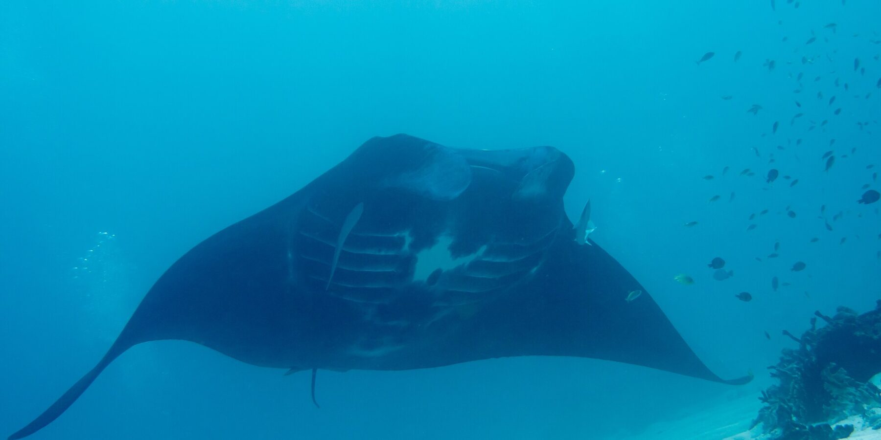 Ein Riffmanta von vorn, mit weißem Bauch und sichtbaren Kiemenschlitzen, gleitet in blaugrünem Wasser über den Sand, rechts kleine Fische am Riff