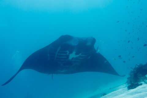 Ein Riffmanta von vorn, mit weißem Bauch und sichtbaren Kiemenschlitzen, gleitet in blaugrünem Wasser über den Sand, rechts kleine Fische am Riff