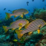 Eine Gruppe schwarz-gelb gestreifter Orientalischer Süßlippen mit gelben, schwarz gepunkteten Flossen steht über dem Riff vor Anemonen und Drückerfischen