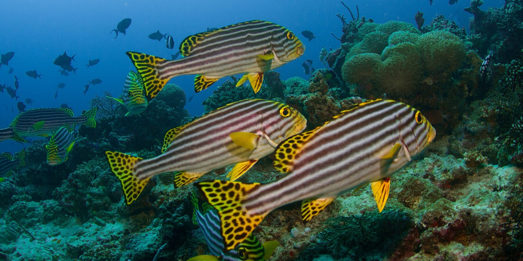 Eine Gruppe schwarz-gelb gestreifter Orientalischer Süßlippen mit gelben, schwarz gepunkteten Flossen steht über dem Riff vor Anemonen und Drückerfischen