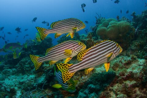 Eine Gruppe schwarz-gelb gestreifter Orientalischer Süßlippen mit gelben, schwarz gepunkteten Flossen steht über dem Riff vor Anemonen und Drückerfischen