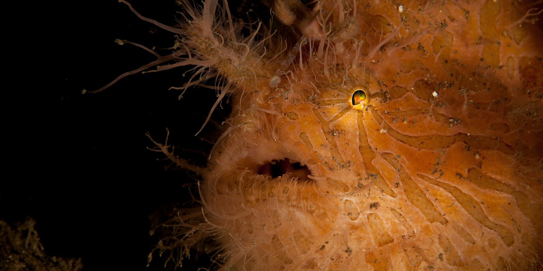 Nahaufnahme eines orangefarbenen, braun gestreiften Haarigen Anglerfischs voller Fäden, mit kleinem glänzendem Auge und halb geöffnetem Maul, vor schwarzem Hintergrund.