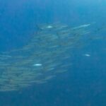 Ein dichter Schwarm silberner Barrakudas, von der Seite gesehen, in tiefblauem Wasser, fotografiert im Roten Meer bei Ras Mohammed