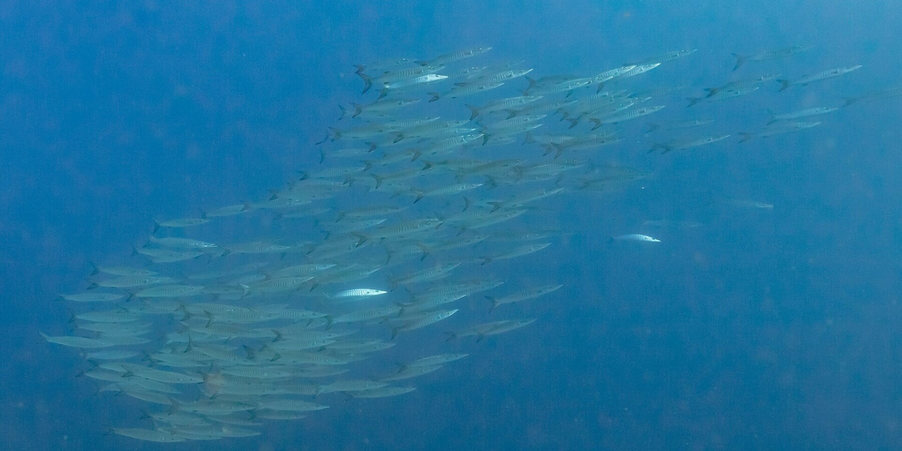 Ein dichter Schwarm silberner Barrakudas, von der Seite gesehen, in tiefblauem Wasser, fotografiert im Roten Meer bei Ras Mohammed