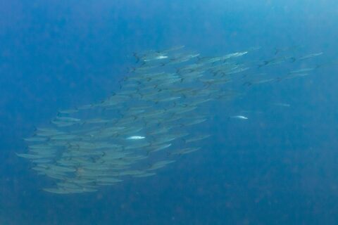 Ein dichter Schwarm silberner Barrakudas, von der Seite gesehen, in tiefblauem Wasser, fotografiert im Roten Meer bei Ras Mohammed