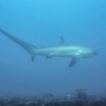 Ein Pazifischer Fuchshai schwimmt im Profil in milchig blauem Wasser über felsigem Grund, die lange Schwanzflosse nach links gestreckt