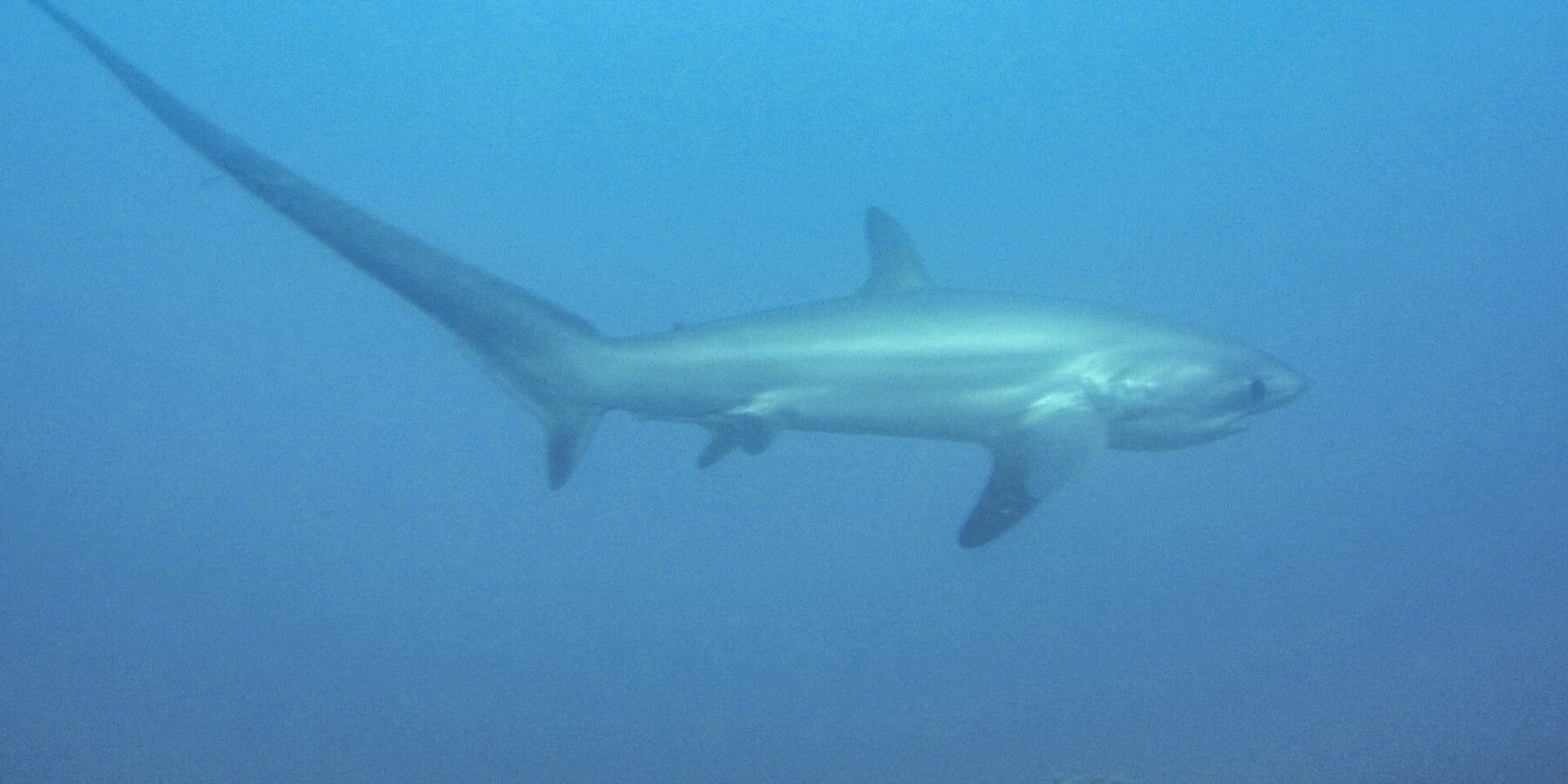 Ein Pazifischer Fuchshai schwimmt im Profil in milchig blauem Wasser über felsigem Grund, die lange Schwanzflosse nach links gestreckt