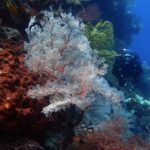 Eine große weiße Gorgonie mit roten Adern, fächerförmig ausgebreitet, zwischen einem rostfarbenen, durchlöcherten Schwamm links und einer gelben Gorgonie, rechts nähert sich ein Taucher in Schwarz im blauen Wasser.