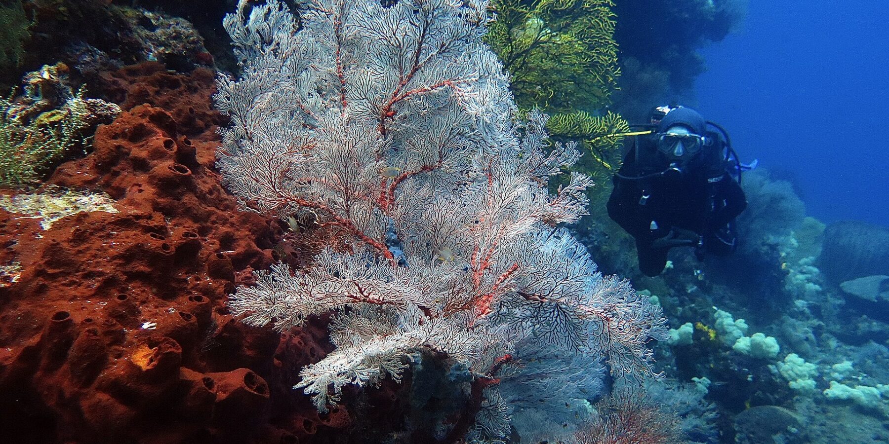Eine große weiße Gorgonie mit roten Adern, fächerförmig ausgebreitet, zwischen einem rostfarbenen, durchlöcherten Schwamm links und einer gelben Gorgonie, rechts nähert sich ein Taucher in Schwarz im blauen Wasser.
