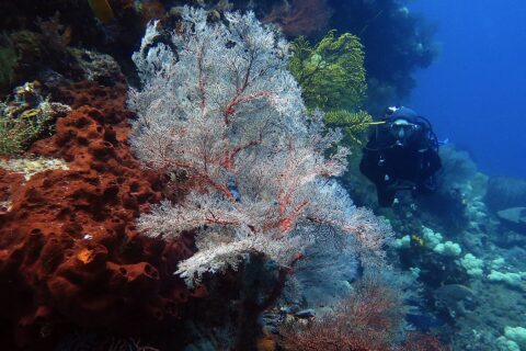 Eine große weiße Gorgonie mit roten Adern, fächerförmig ausgebreitet, zwischen einem rostfarbenen, durchlöcherten Schwamm links und einer gelben Gorgonie, rechts nähert sich ein Taucher in Schwarz im blauen Wasser.