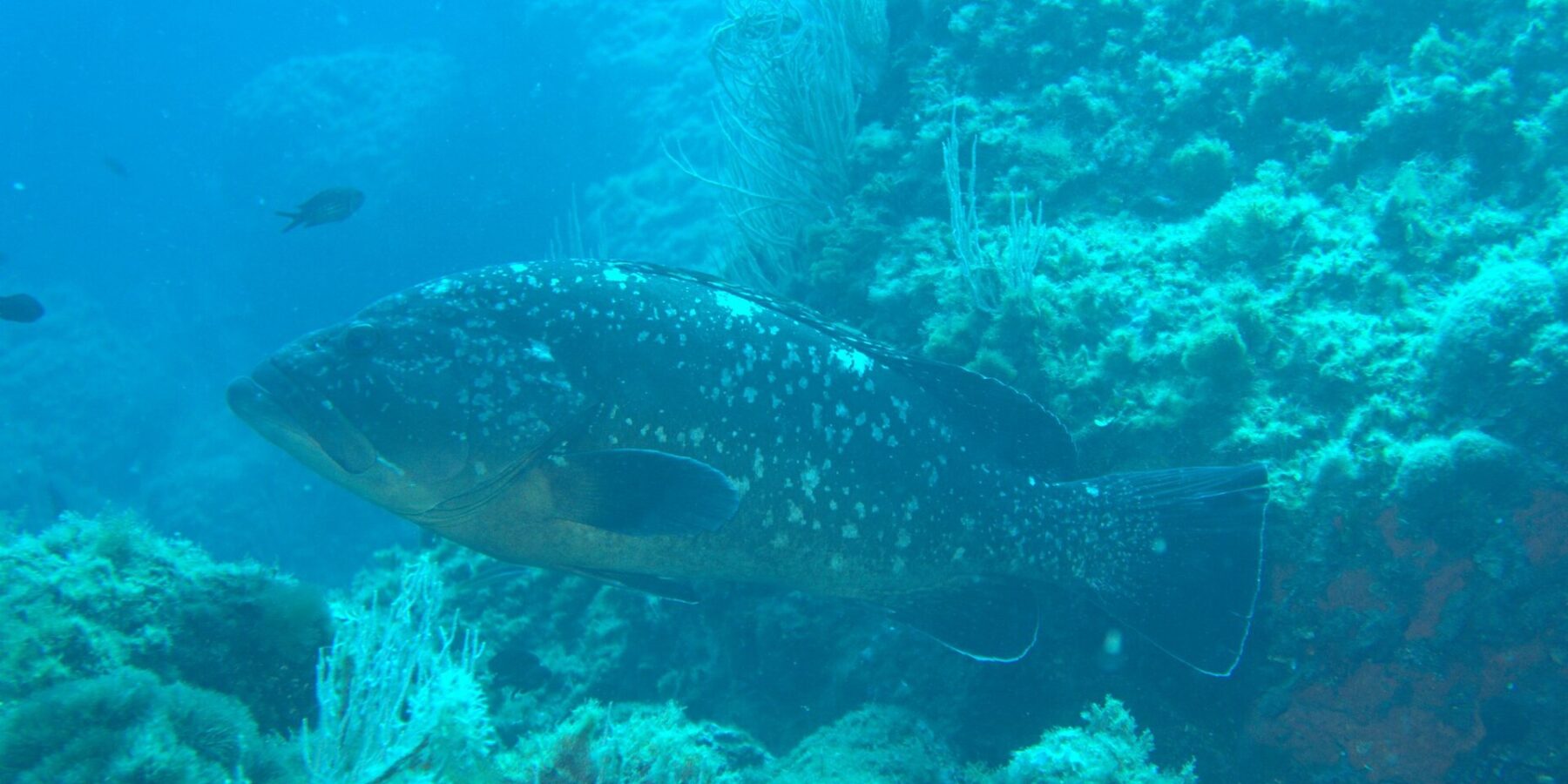 Ein großer Brauner Zackenbarsch mit dunklem, weiß geflecktem Kleid und goldenem Bauch schwimmt nach links an einer Felswand mit weißen Gorgonien entlang, im Blau zwei Mönchsfische.