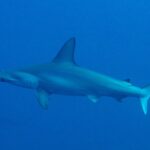 Ein Bogenstirn-Hammerhai im Profil in tiefblauem Wasser, mit gewelltem Hammerkopf und hoher Rückenflosse