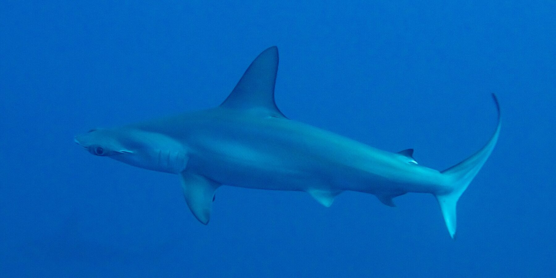 Ein Bogenstirn-Hammerhai im Profil in tiefblauem Wasser, mit gewelltem Hammerkopf und hoher Rückenflosse