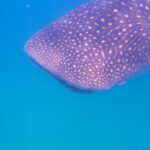 Kopf und Rücken eines Walhais, mit weißen Punkten übersät, seitlich knapp unter der Oberfläche gesehen, in leuchtend blauem Wasser