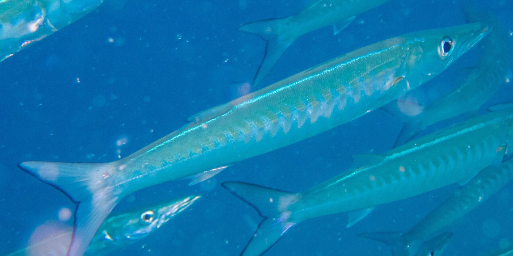 Ein Chevron-Barrakuda mit blausilbernem Körper und V-förmigen Streifen an den Flanken zieht diagonal nach rechts durch seinen Schwarm, in blauem, partikelreichem Wasser