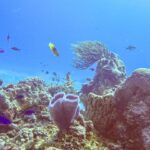 Ein Riff im Park von Cozumel: im Vordergrund ein violetter Azurvasenschwamm, ein Fassschwamm, eine Fächergorgonie und kleine blaue Fische in leuchtend blauem Wasser
