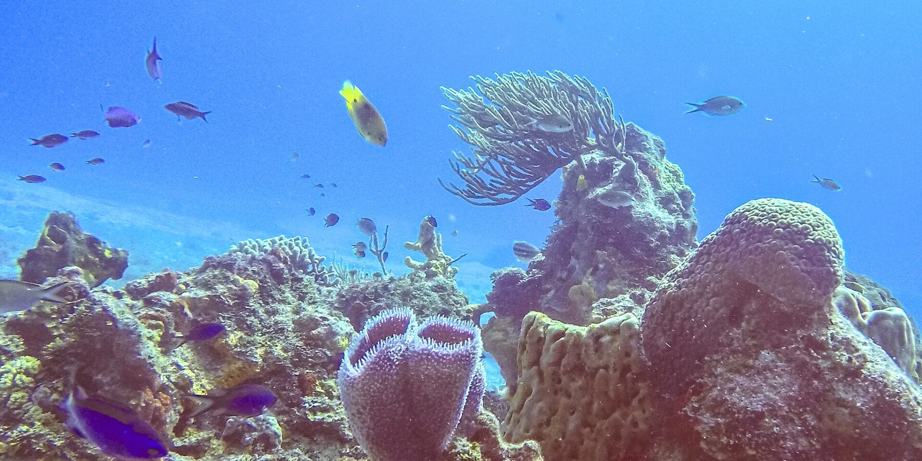 Ein Riff im Park von Cozumel: im Vordergrund ein violetter Azurvasenschwamm, ein Fassschwamm, eine Fächergorgonie und kleine blaue Fische in leuchtend blauem Wasser
