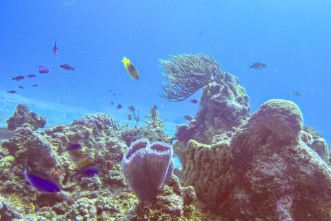 Ein Riff im Park von Cozumel: im Vordergrund ein violetter Azurvasenschwamm, ein Fassschwamm, eine Fächergorgonie und kleine blaue Fische in leuchtend blauem Wasser