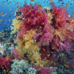 Ein Strauß rosa und gelber Weichkorallen voller oranger Fahnenbarsche an einem Riff im Roten Meer