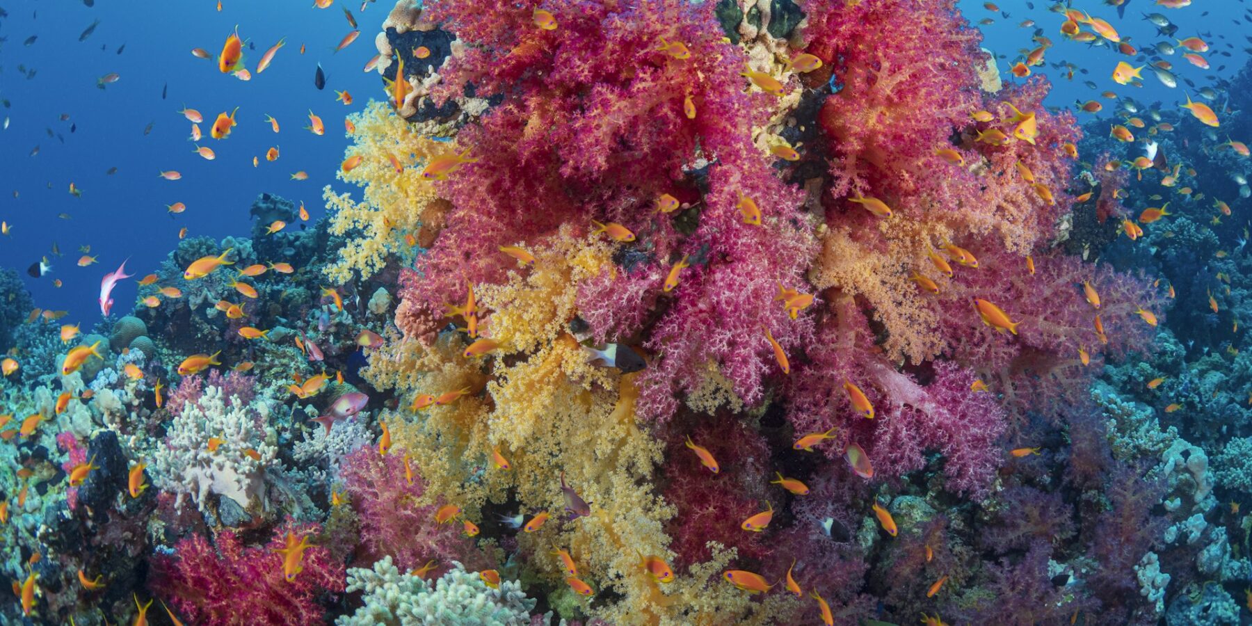 Ein Strauß rosa und gelber Weichkorallen voller oranger Fahnenbarsche an einem Riff im Roten Meer