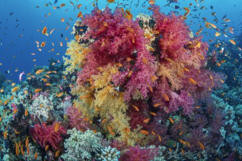 Ein Strauß rosa und gelber Weichkorallen voller oranger Fahnenbarsche an einem Riff im Roten Meer