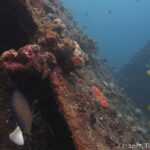 Der Rumpf der Liberty, bedeckt mit rosa und braunen Krustenkorallen, ein Blauring-Kaiserfisch an der Bordwand und gelbe Falterfische im Blauwasser